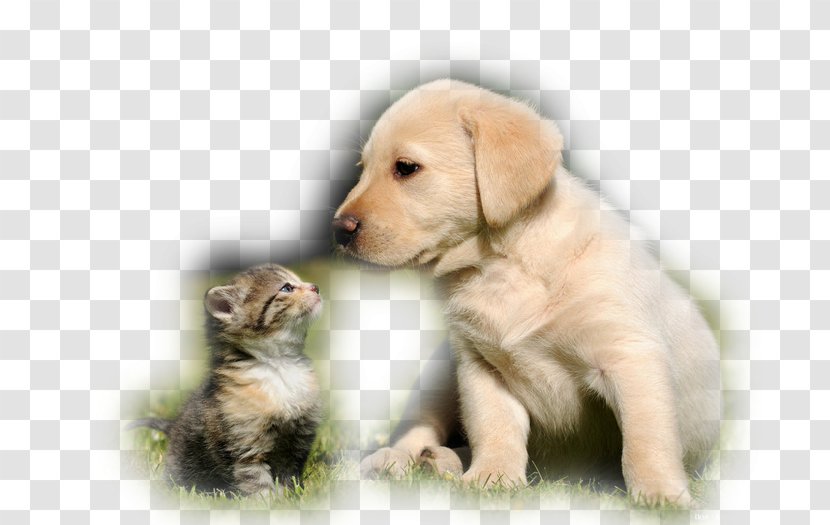 Cat Puppy Golden Retriever Kitten Labrador - Whiskers Transparent PNG