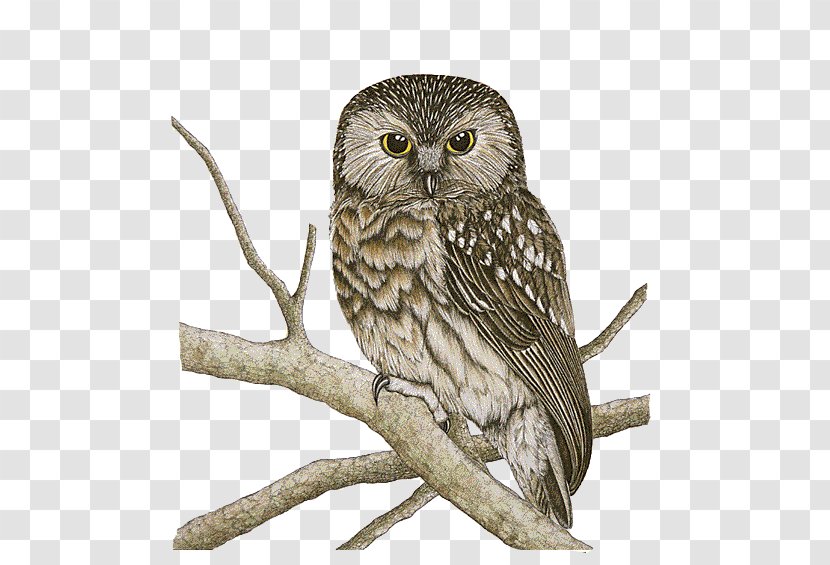 Owl Bird Morepork Drawing - Beak - Chouette Transparent PNG