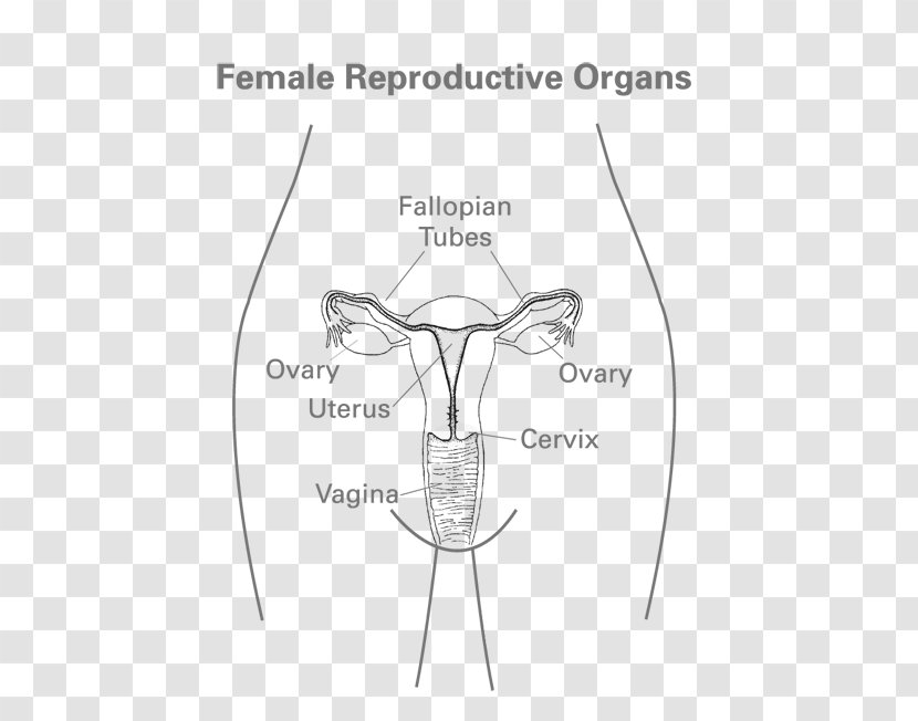 Woman Women's Health Female Reproductive System Human Body - Silhouette Transparent PNG