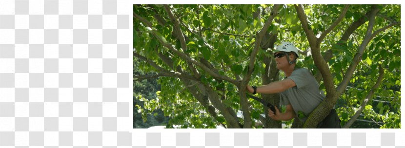 Crop Allen's Tree Works Pruning Care - Transplanting - Weeping Willow Transparent PNG