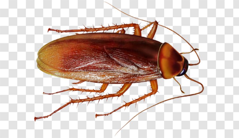 Cockroach Insect Clip Art Pest Control - Beetle Transparent PNG