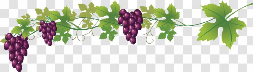 grapevine clipart borders