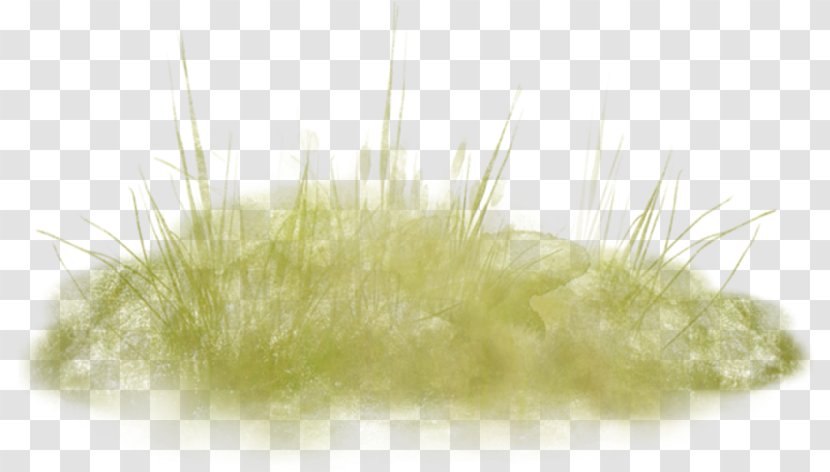Close-up - Close Up - Green Grass Transparent PNG
