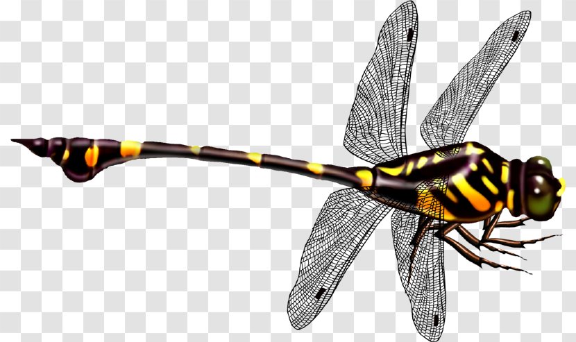 Dragonfly Icon - Wasp Transparent PNG