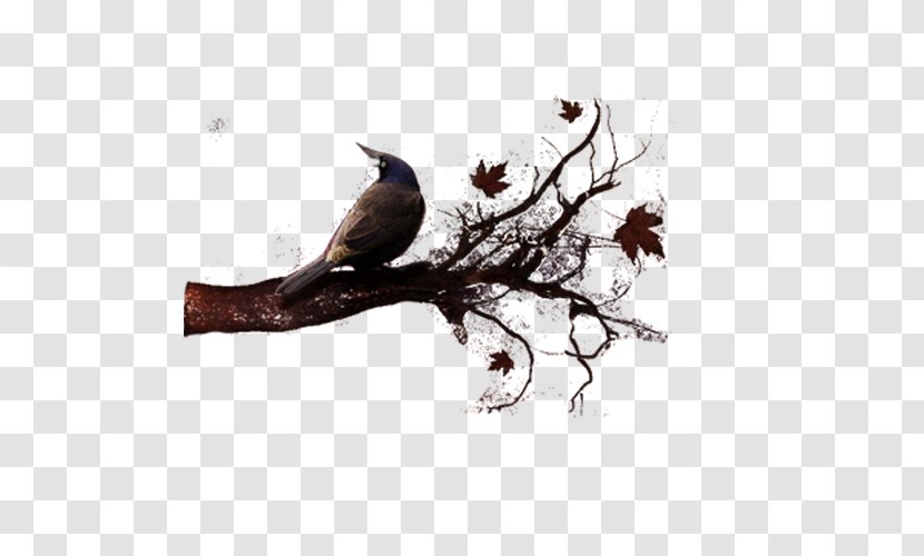 Crow - Feather - Twig Transparent PNG