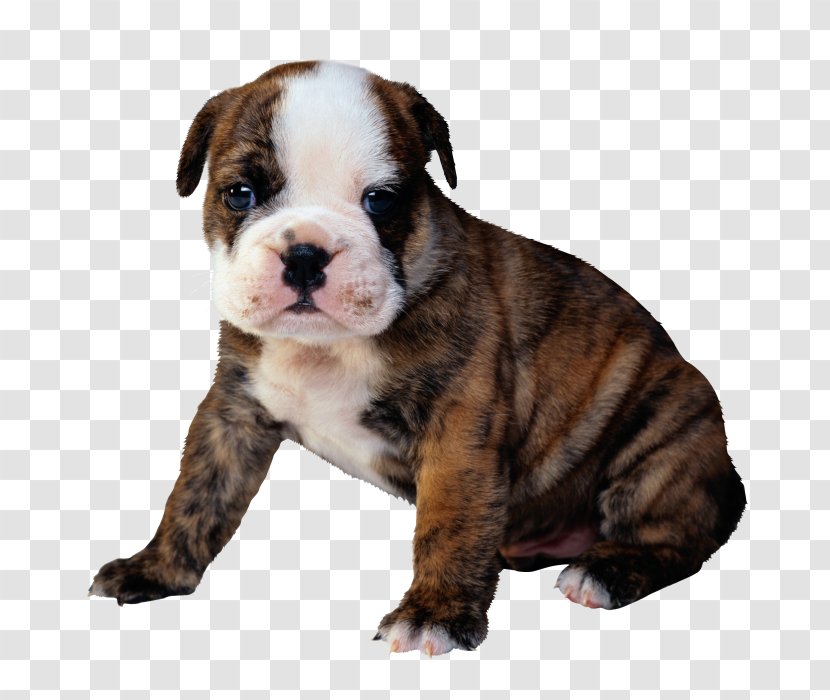 Bulldog Puppy Golden Retriever Kitten Cat - Dog Breed Transparent PNG