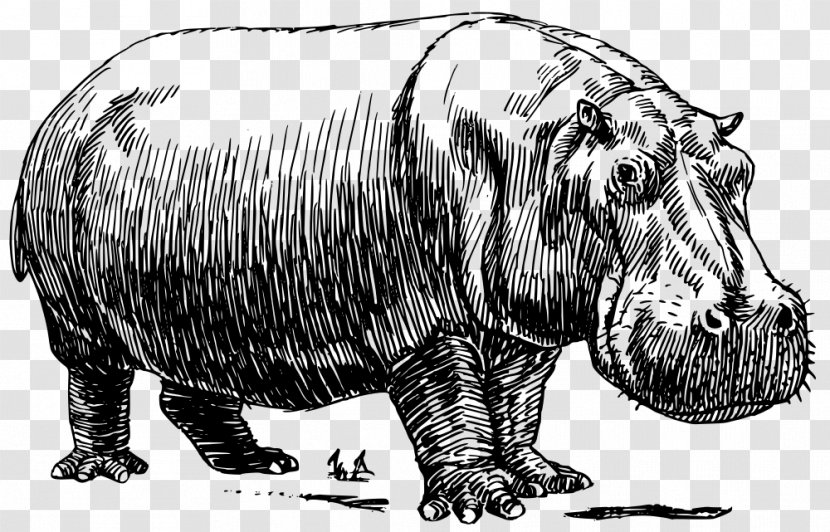 Hippopotamus Line Art Drawing Clip - Silhouette - Pig Transparent PNG
