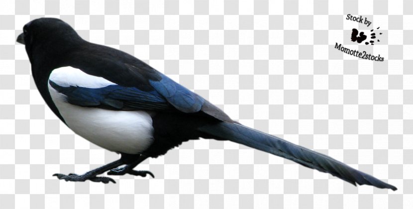 Magpie Duck Bird Eurasian Crows - Crow Like - Cut Transparent PNG