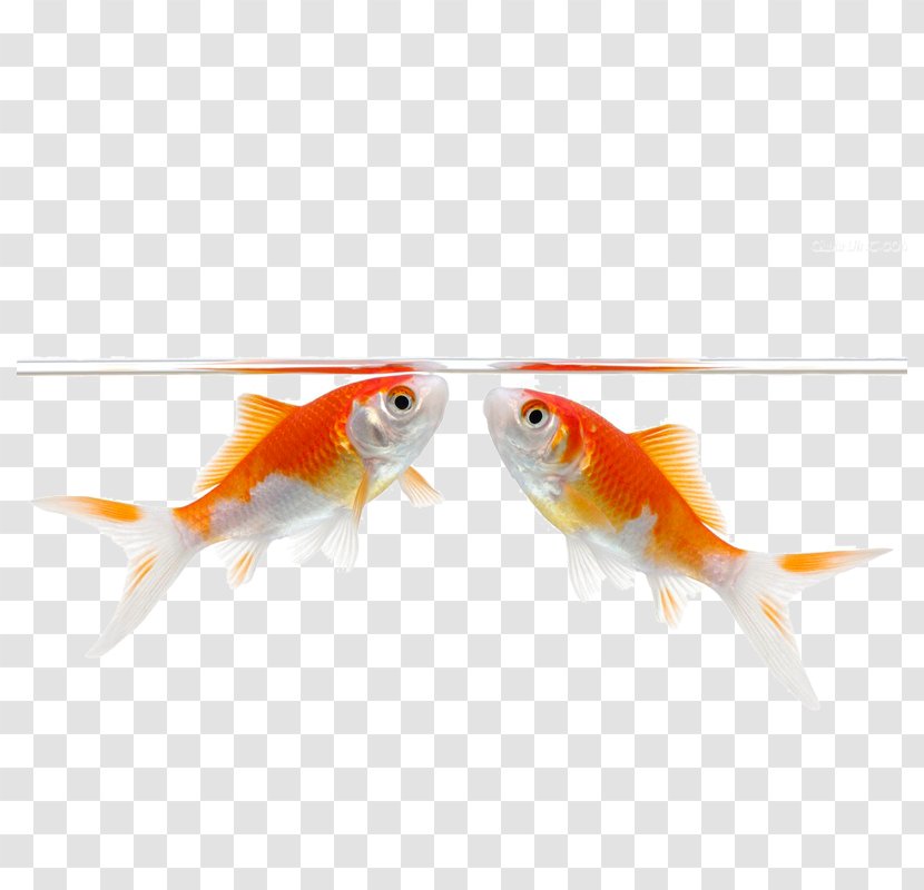 Carassius Auratus Stock Photography Fish Illustration - A Bunch Of Water Kissing Transparent PNG