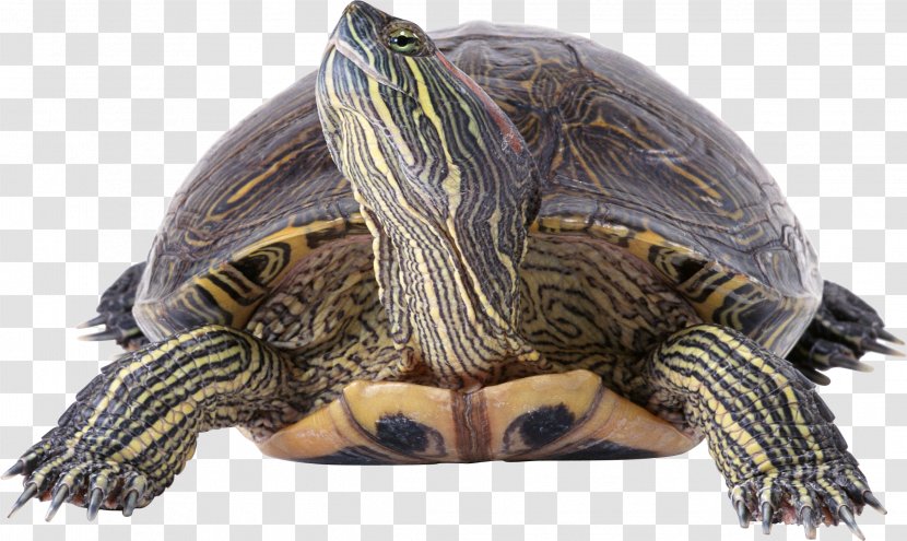 Turtle Reptile Filter Wallpaper Transparent PNG