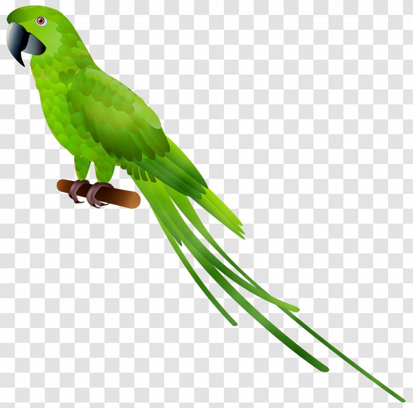 Parrot Clip Art Bird Parakeet - Green Rosella Transparent PNG