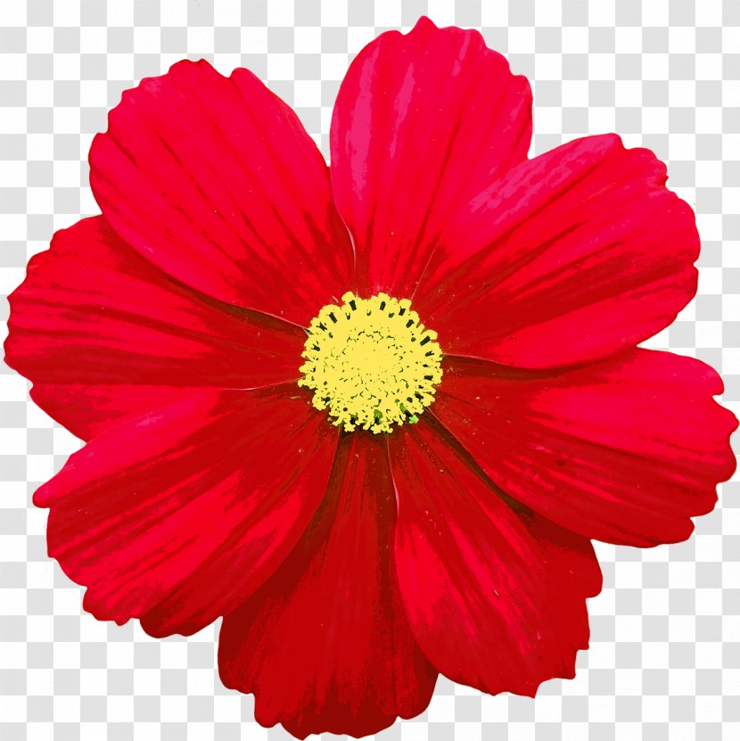 Flower Common Daisy Red Clip Art - Magenta Transparent PNG