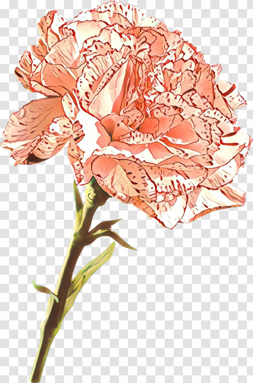 Flower Cut Flowers Plant Pink Plant Stem Transparent PNG