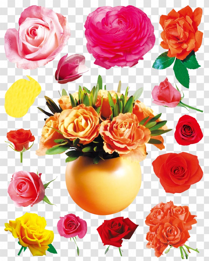 Flower Beach Rose Rosa Chinensis - Color - Orchid Hibiscus Flowers Chrysanthemum Layered Daquan Transparent PNG