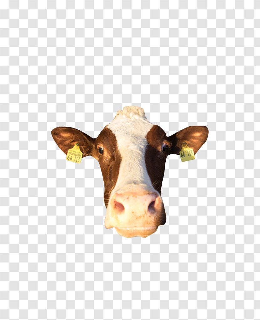 Dairy Cattle Calf Ox - Like Mammal - Gitarrist Transparent PNG