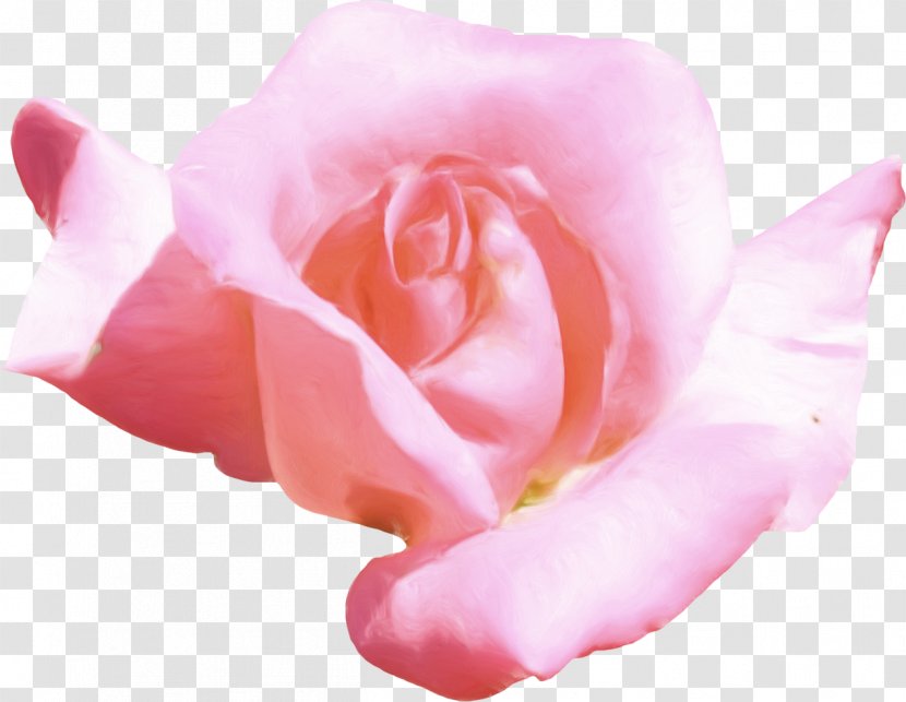 Flower Petal Clip Art - Photoscape - Pink Rose Transparent PNG