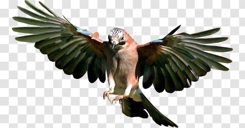 Bird Flight Desktop Wallpaper - Hawk Transparent PNG