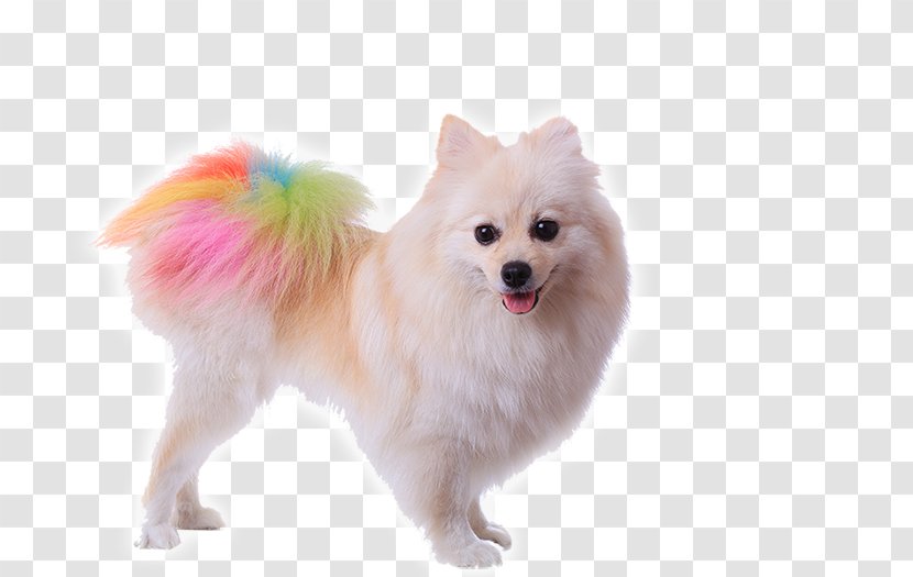 Pomeranian Poodle Puppy Dog Grooming Stock Photography - Tail - Cute Transparent PNG