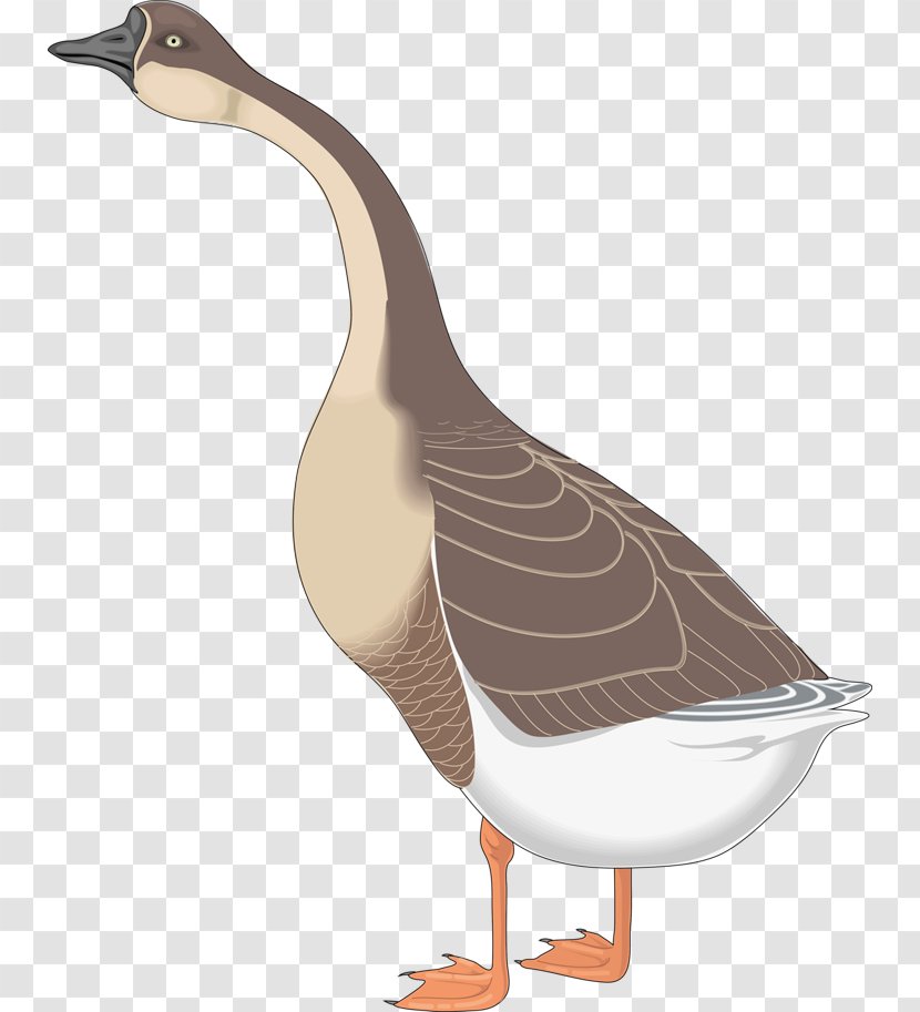 Canada Goose Bird Greylag Clip Art - Waterfowl Transparent PNG