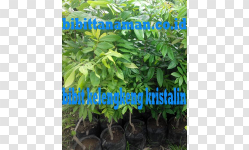 Tree Shrub Herb Houseplant Transparent PNG
