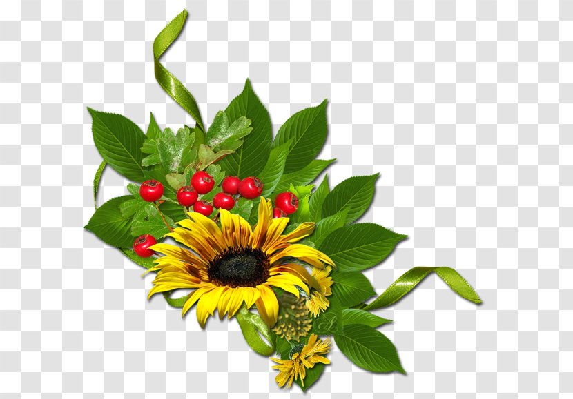 Common Sunflower - Flower Transparent PNG