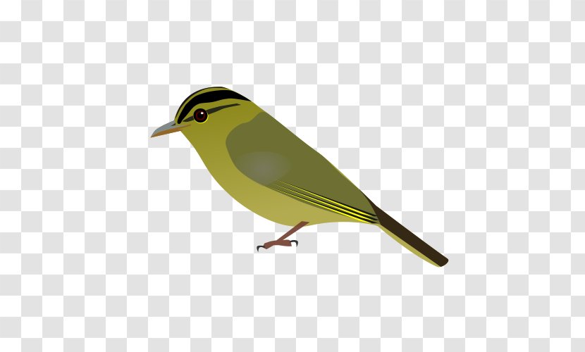 Limestone Leaf Warbler Bird Wikipedia Vietnamese Species - Fauna Transparent PNG