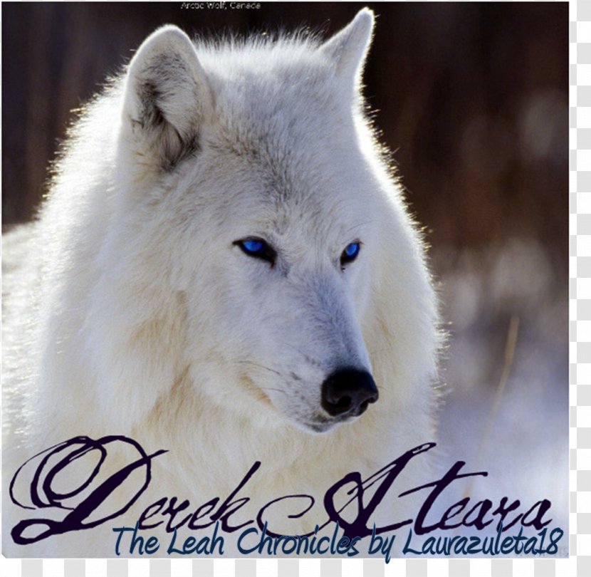 Dog Arctic Wolf Cat Animal Desktop Wallpaper - National Geographic Jam Transparent PNG