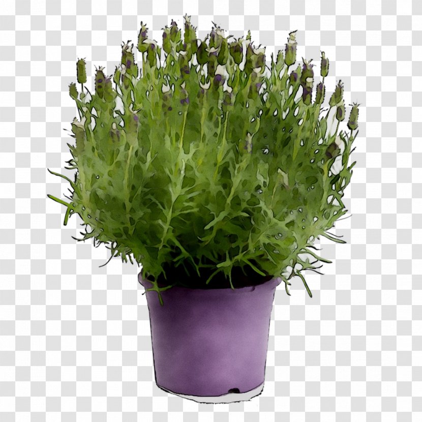 Lavender Purple - Annual Plant Transparent PNG