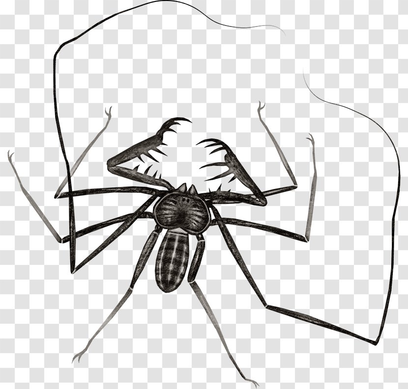 Insect Spider Drawing Butterfly - Designer - Sketch Transparent PNG