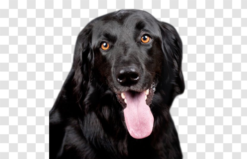 Labrador Retriever Dobermann Puppy Dog Food - Veterinarian - The Transparent PNG