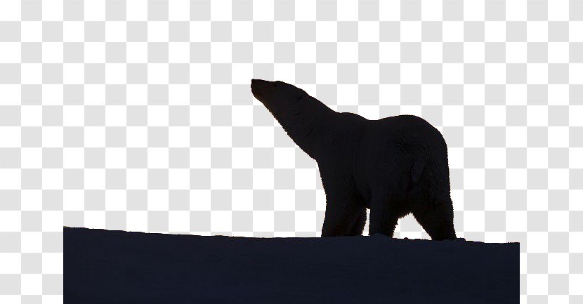 Black Silhouette Carnivora White - Polar Bear Transparent PNG