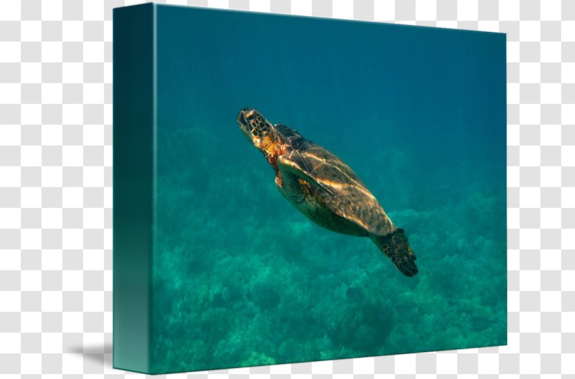Loggerhead Sea Turtle Pond Turtles Marine Biology Transparent PNG