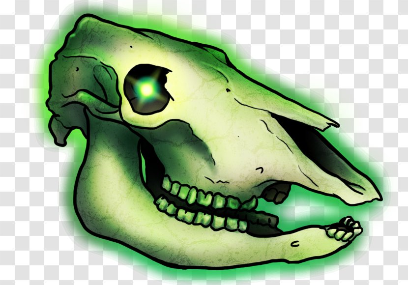Reptile Amphibian Skull - Bone Transparent PNG
