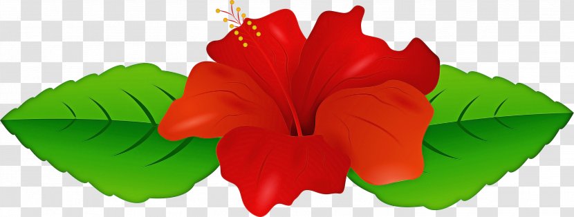 Red Flower - Morning Glory Mallow Family Transparent PNG