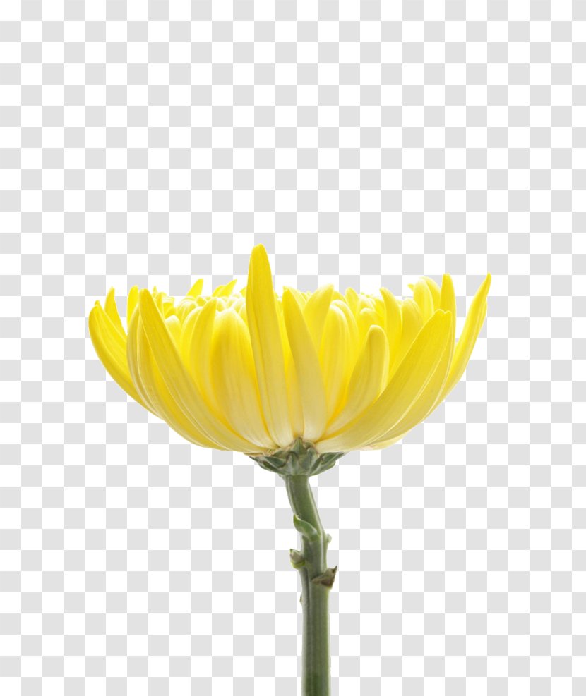 Chrysanthemum Indicum Petal Flower Tea Designer Transparent PNG