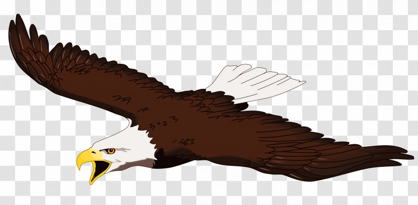 Bald Eagle White-tailed Free Content Clip Art - Bird - Flying Cliparts Transparent PNG