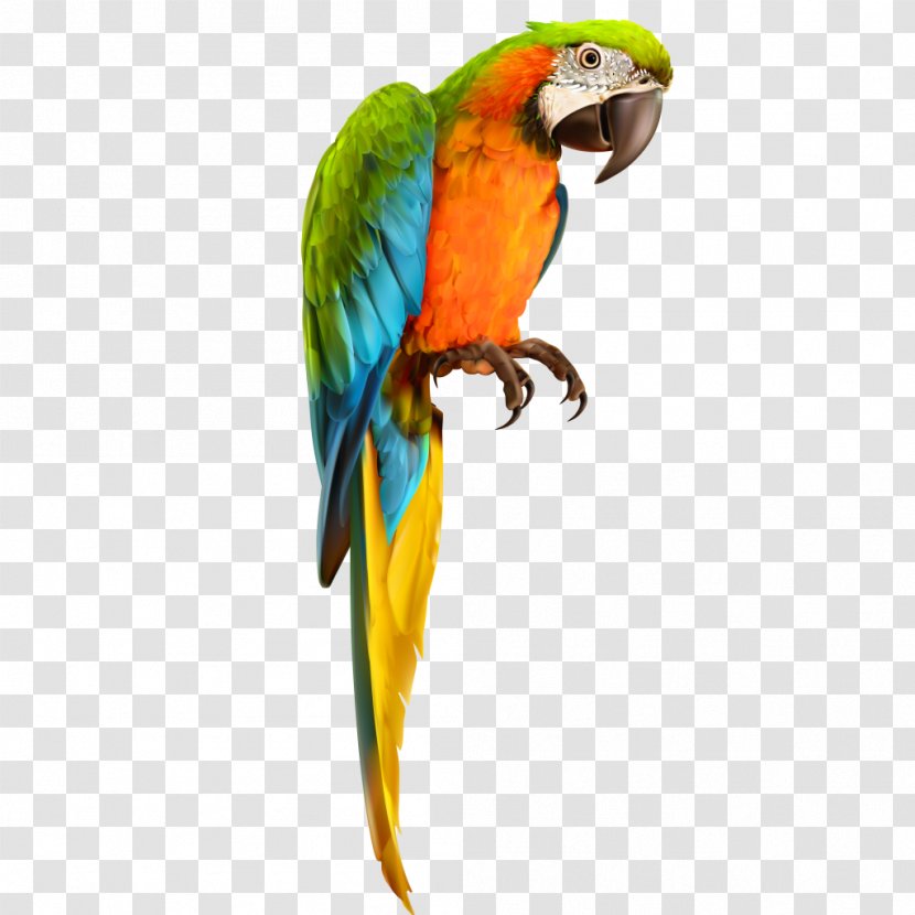 Parrot Macaw Bird Vector Graphics Transparent PNG