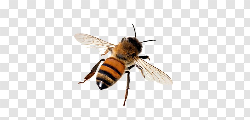 Western Honey Bee Insect Beehive Tawny Mining - Bumblebee Transparent PNG