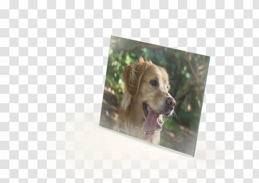 Dog Breed Puppy Snout Picture Frames - Home Page Poster Transparent PNG
