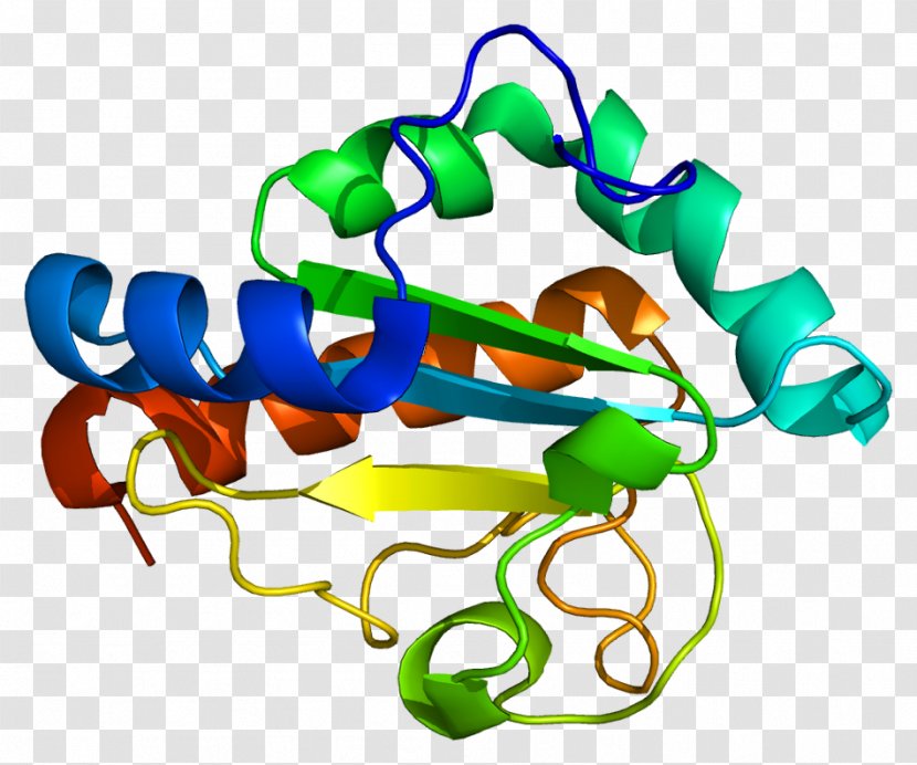 TXNDC12 Thioredoxin Domain Protein PDIA2 - Cartoon - Heart Transparent PNG