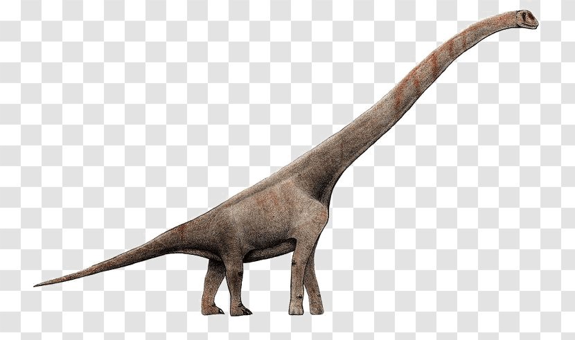 Dinosaur - Amphicoelias - Wildlife Tail Transparent PNG