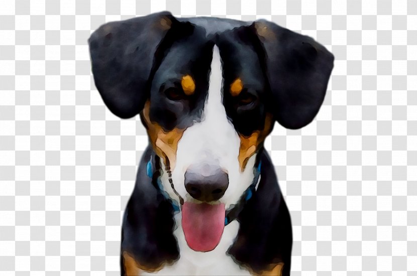 Finnish Hound Entlebucher Mountain Dog Appenzeller Sennenhund Greater Swiss Drever - Transylvanian - Snout Transparent PNG