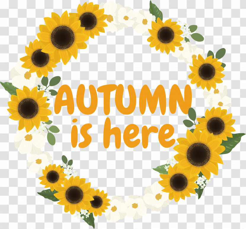 Common Sunflower Circle Flower Spring Autumn Transparent PNG