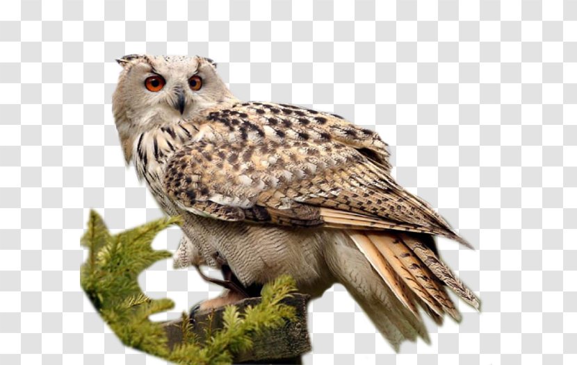 Little Owl Bird - Of Prey Transparent PNG