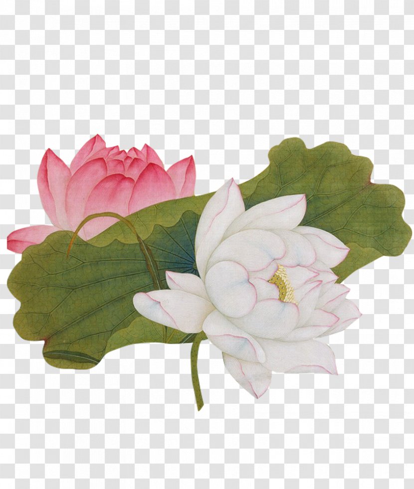 China Nelumbo Nucifera Painting Chinese Art - Vector Lotus Transparent PNG