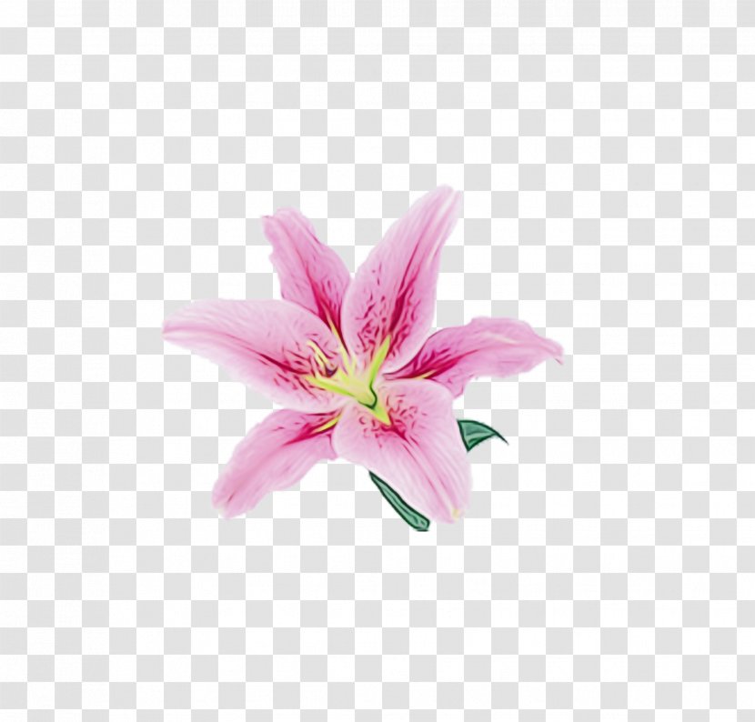 Lily Pink Flower Image - Color - Stargazer Transparent PNG