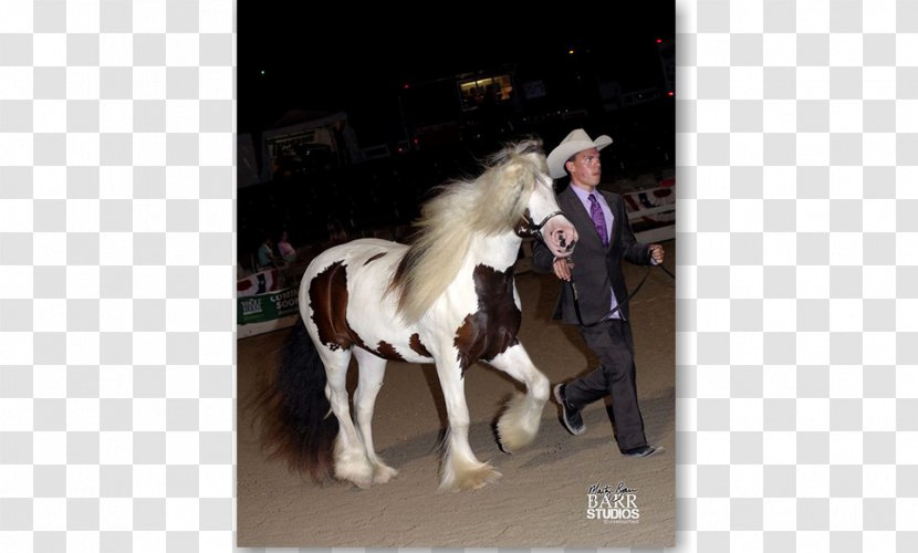 Stallion Gypsy Horse Pony Bridle Show - Luna Transparent PNG