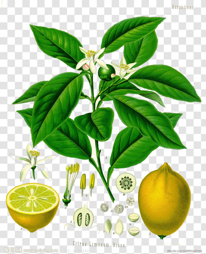 Juice Ponderosa Lemon Citron Kxf6hlers Medicinal Plants - Essential Oil - Leaf Picture Transparent PNG