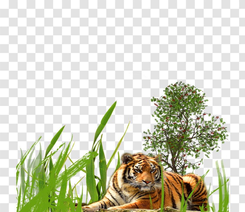 Tiger Wildlife Cat - Carnivoran Transparent PNG
