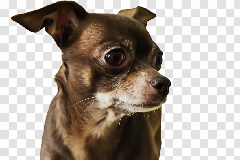 Cute Dog - Miniature Pinscher Transparent PNG